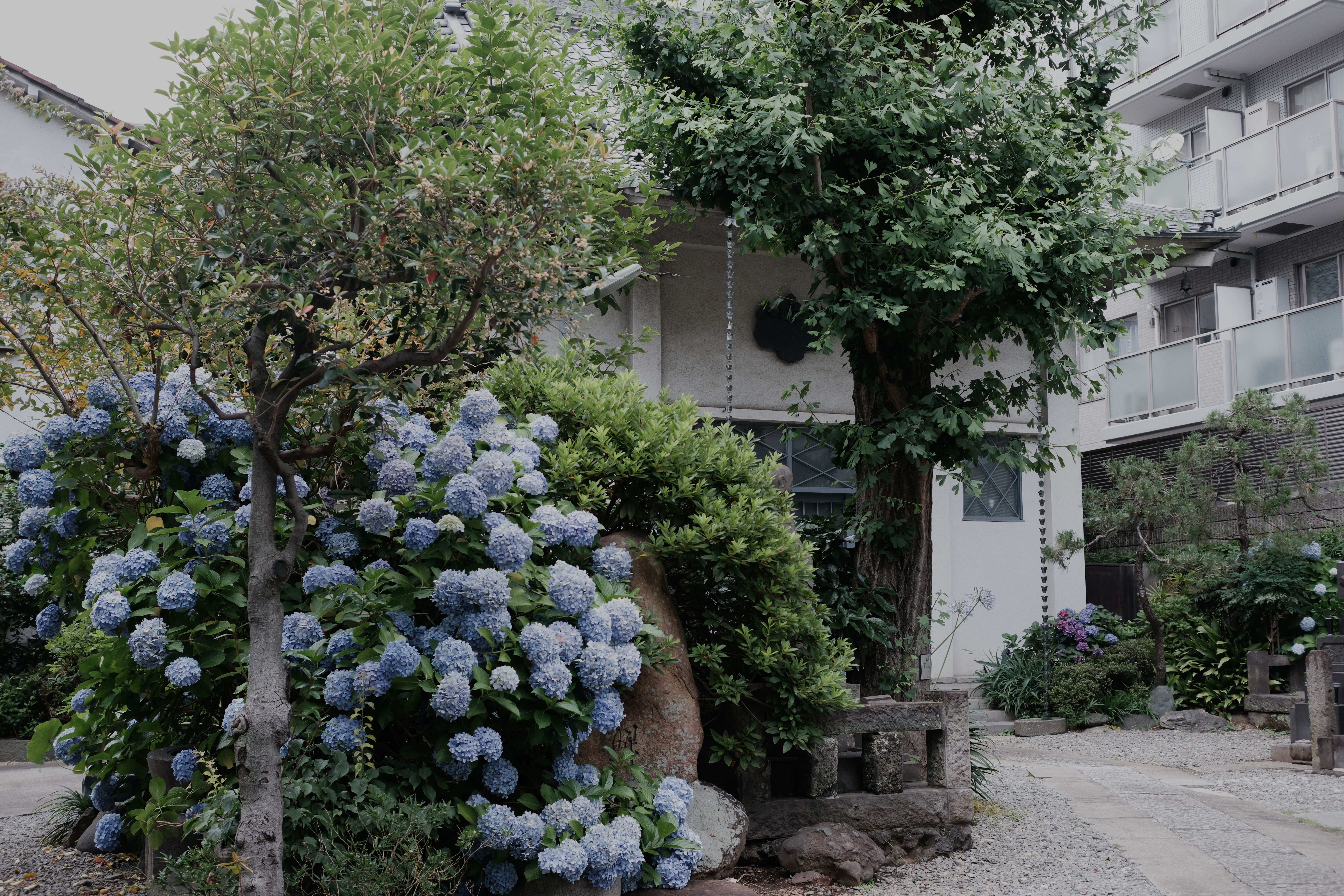 Hydrangea bloom against a building, Entsu-ji