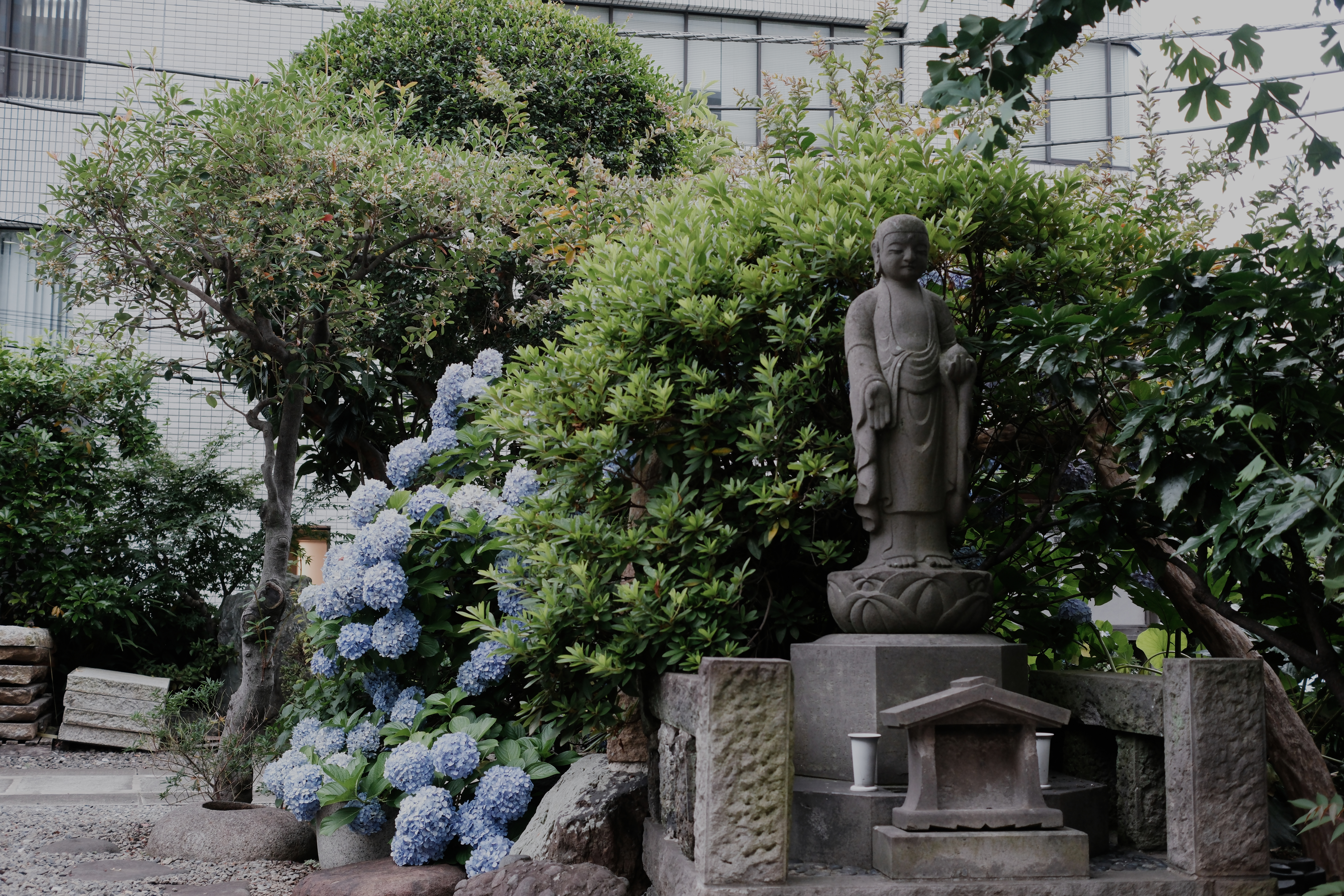 Hydrangeas and a stone Jizo statue inside the shrine grounds